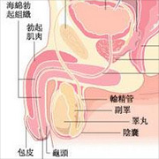 输精管道正常