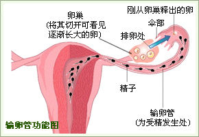 【输卵管堵塞的治疗】输卵管堵塞如何治疗